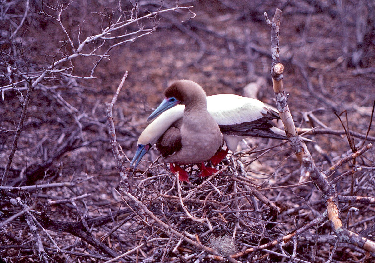 Сула червононога - ML649806546