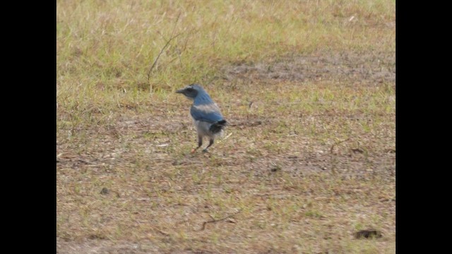 Florida Scrub-Jay - ML649806638