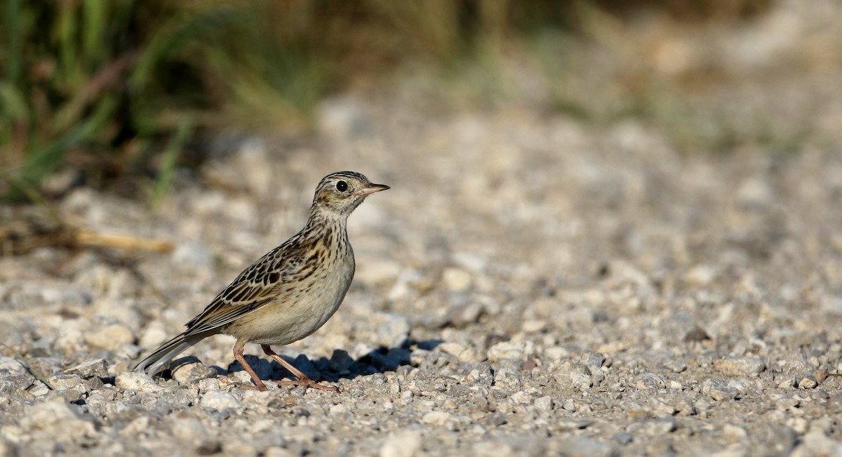 Sprague's Pipit - Jay McGowan