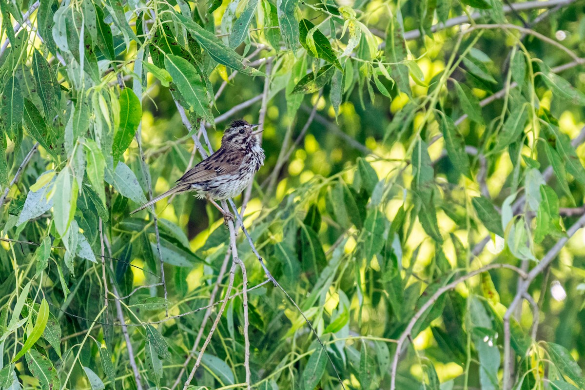 Song Sparrow - ML649807220