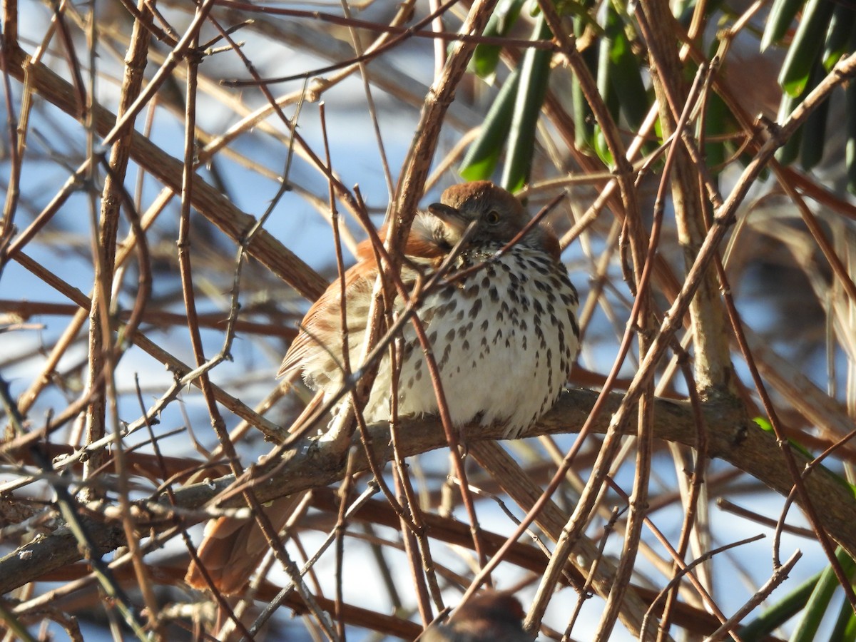 Brown Thrasher - ML649807470