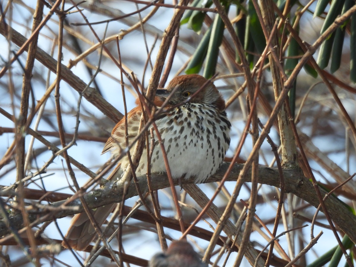 Brown Thrasher - ML649807471