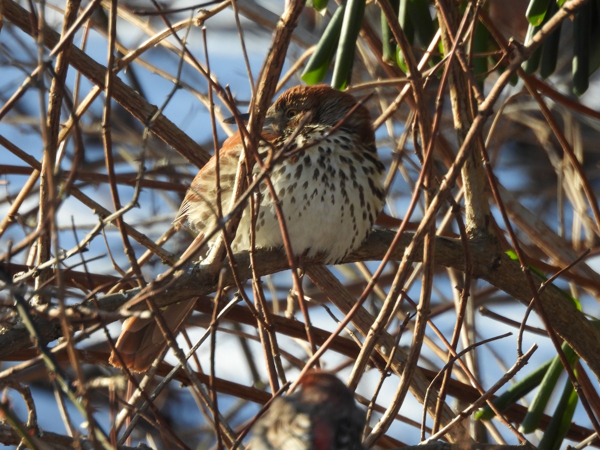 Brown Thrasher - ML649807473