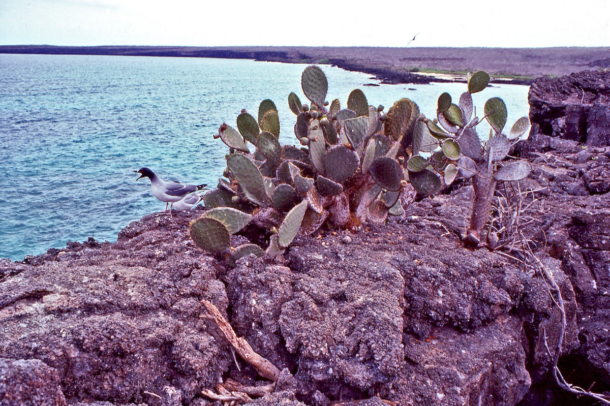 Мартин галапагоський - ML649807552