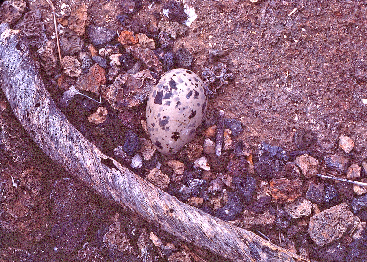 Мартин галапагоський - ML649807562