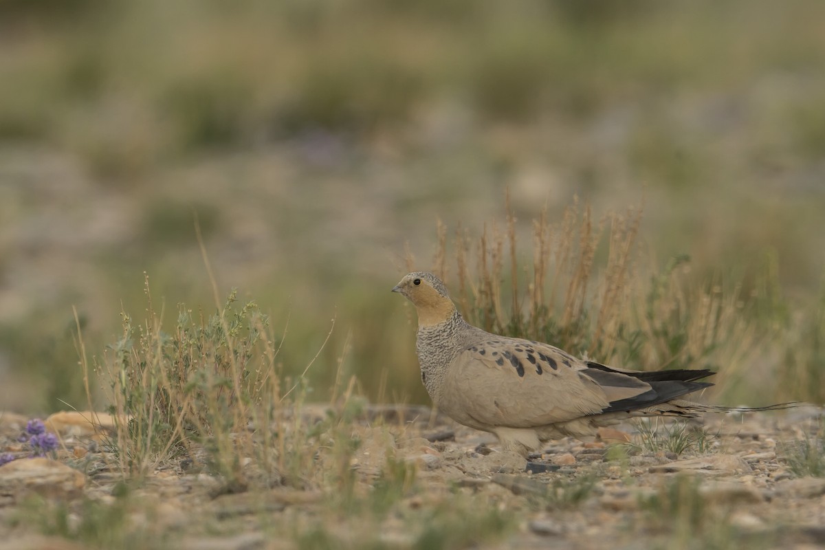 Tibetan Sandgrouse - Samyukth Sridharan