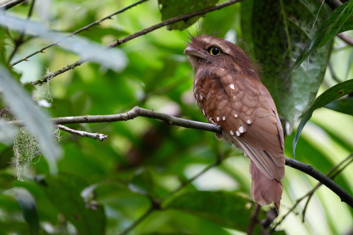 Podarge à tête grise - ML649808512