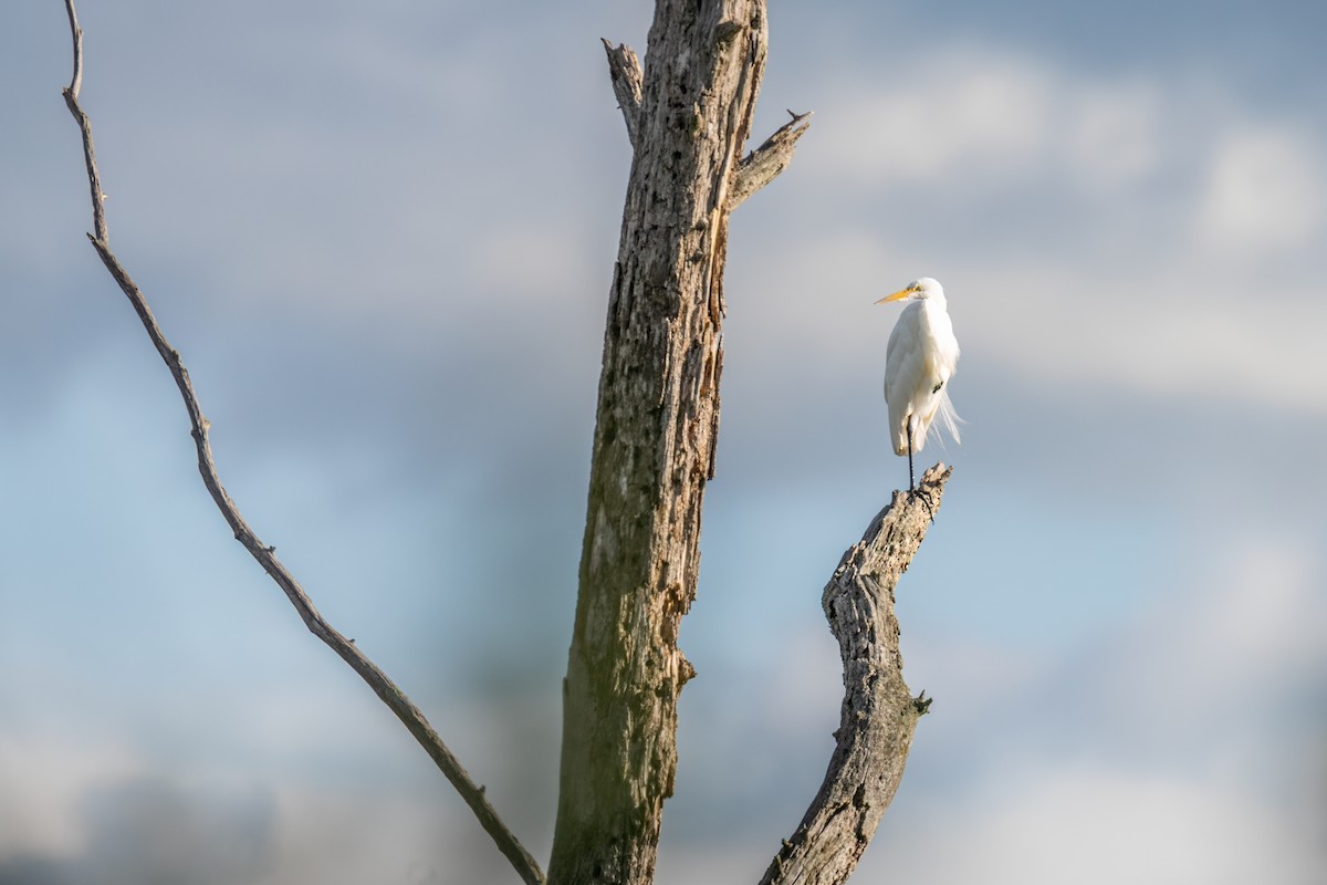 Great Egret - ML649810191