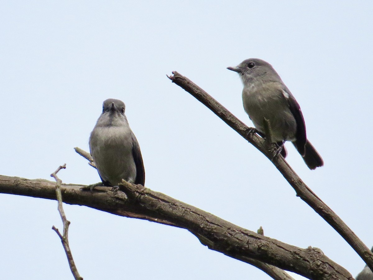 White-eyed Slaty-Flycatcher - ML649810210