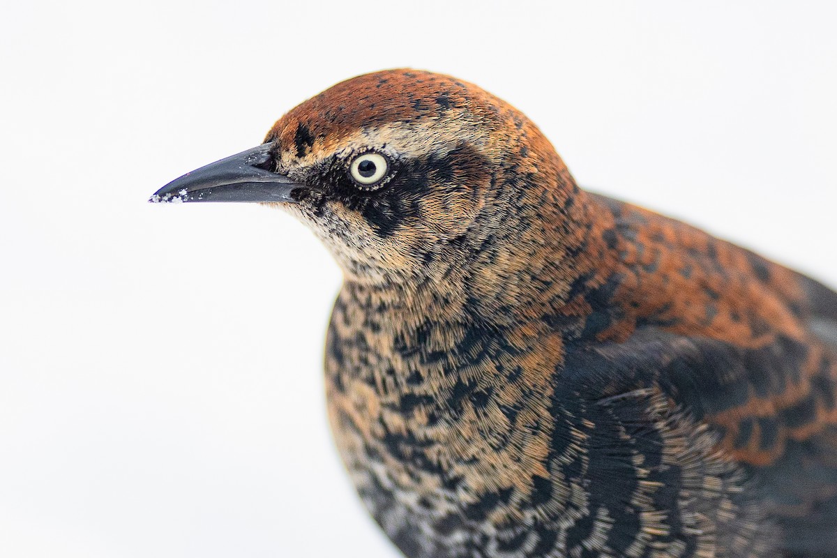 Трупіалець північний - ML649810294