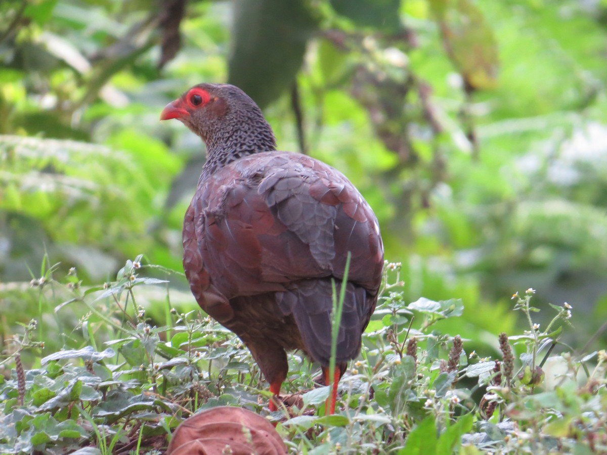 Handsome Spurfowl - ML649810503