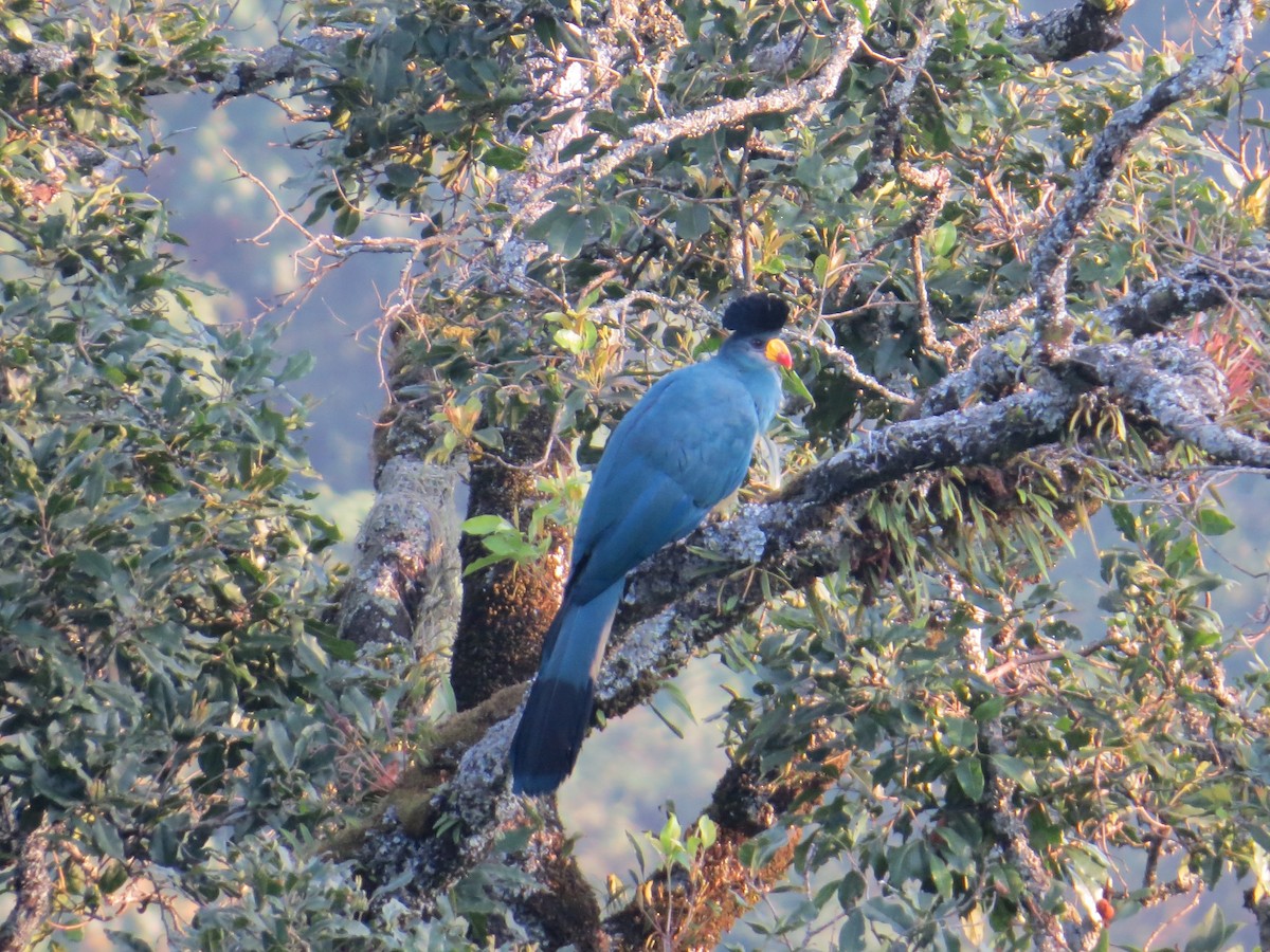 Great Blue Turaco - ML649810507