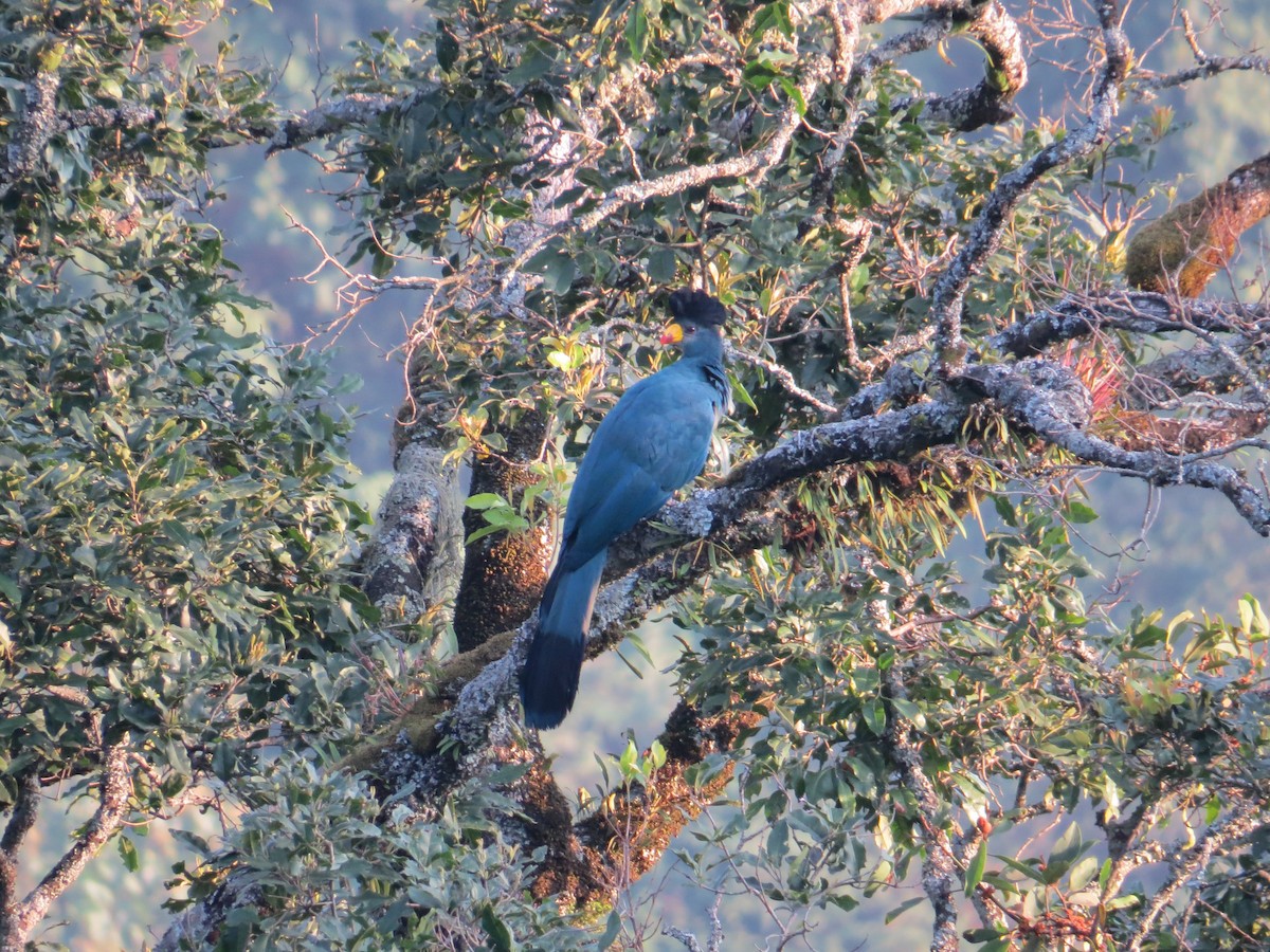 Great Blue Turaco - ML649810508