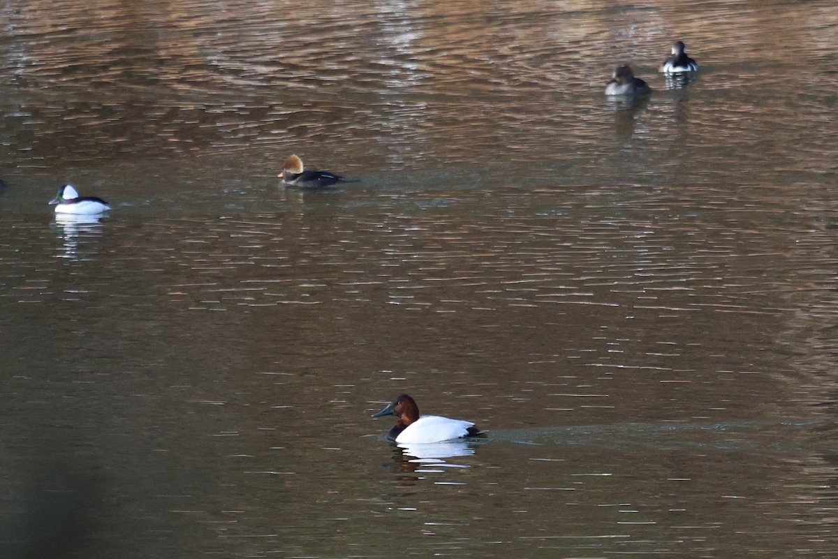 Canvasback - ML649810739