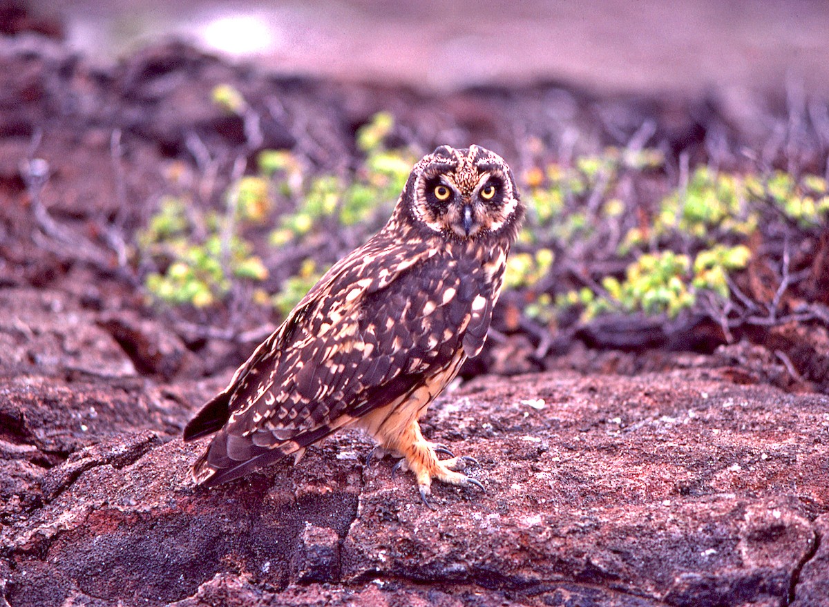 Сова болотяна - ML649811340