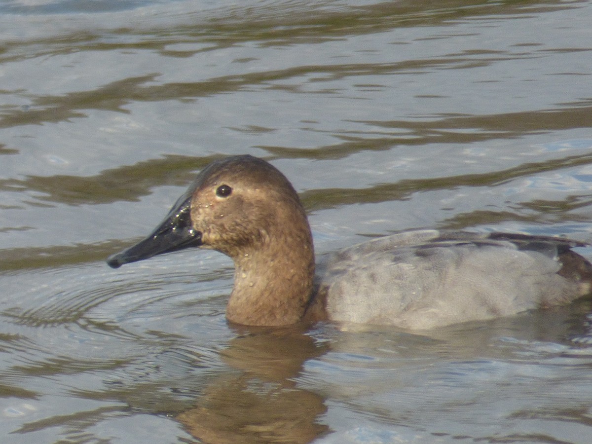 帆背潛鴨 - ML649811469