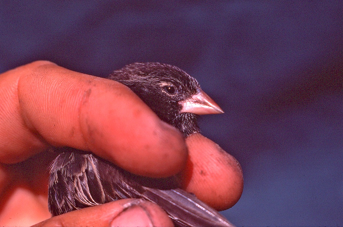 Землянчик геновезанський - ML649811857