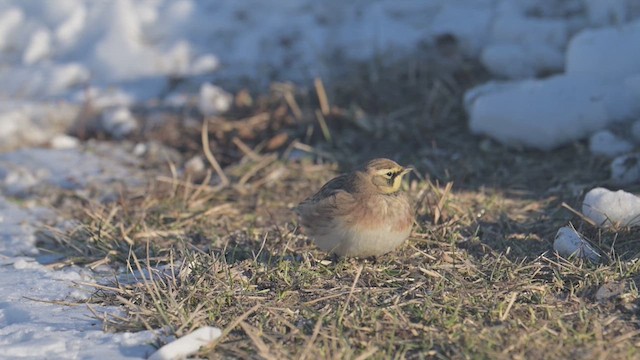 skřivan ouškatý - ML649811960