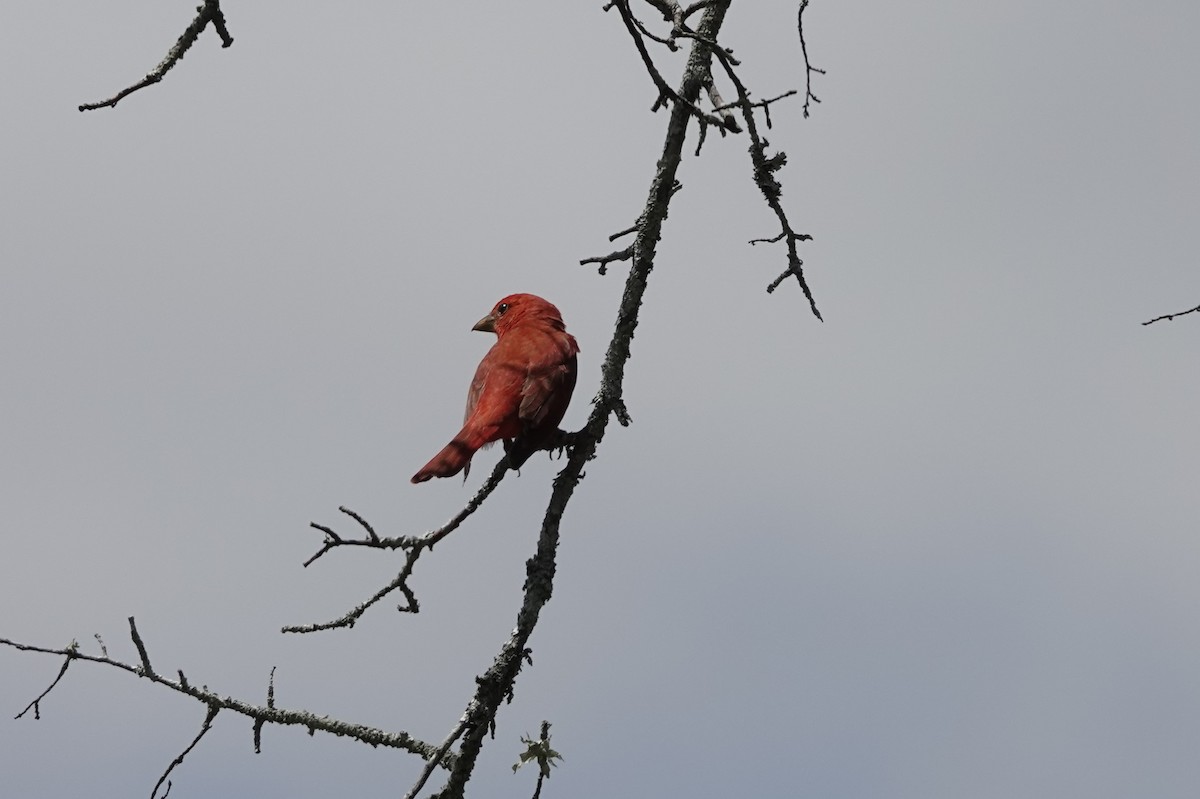 Summer Tanager - ML649812572