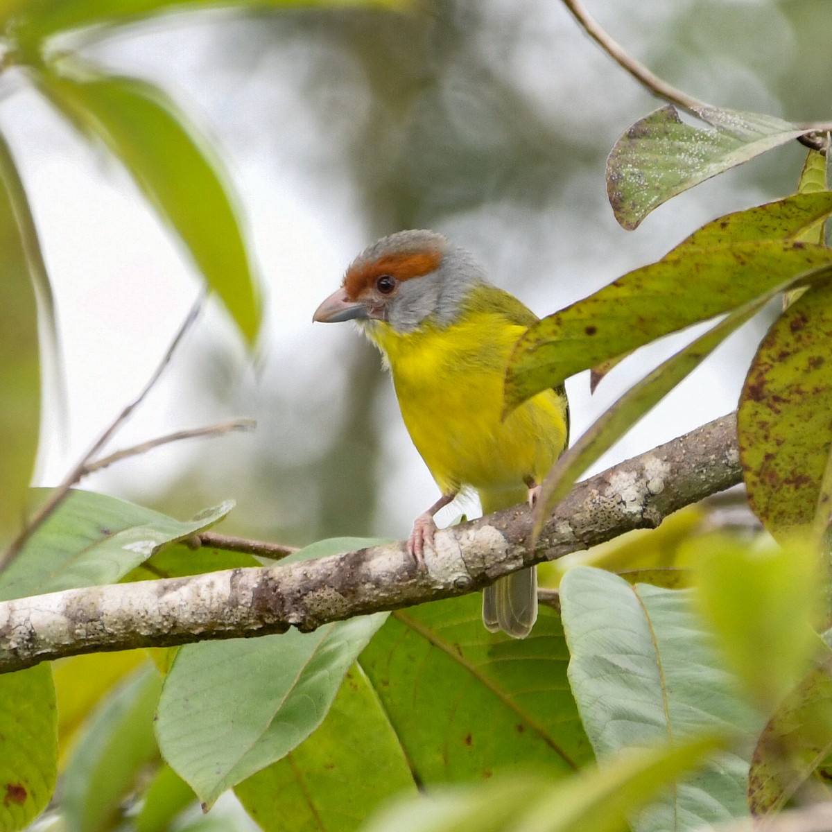 Rufous-browed Peppershrike - ML649813663