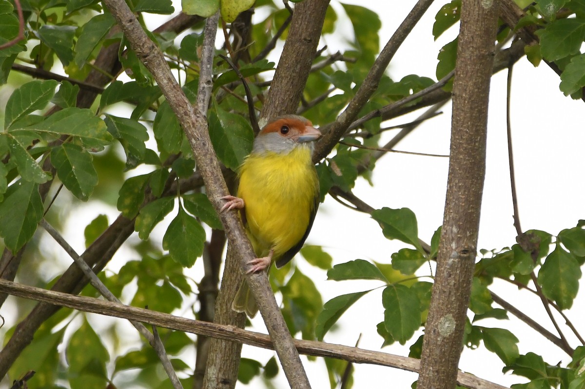 Rufous-browed Peppershrike - ML649813664
