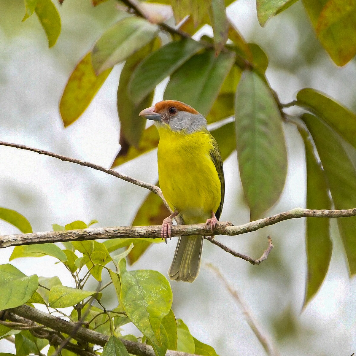 Rufous-browed Peppershrike - ML649813665