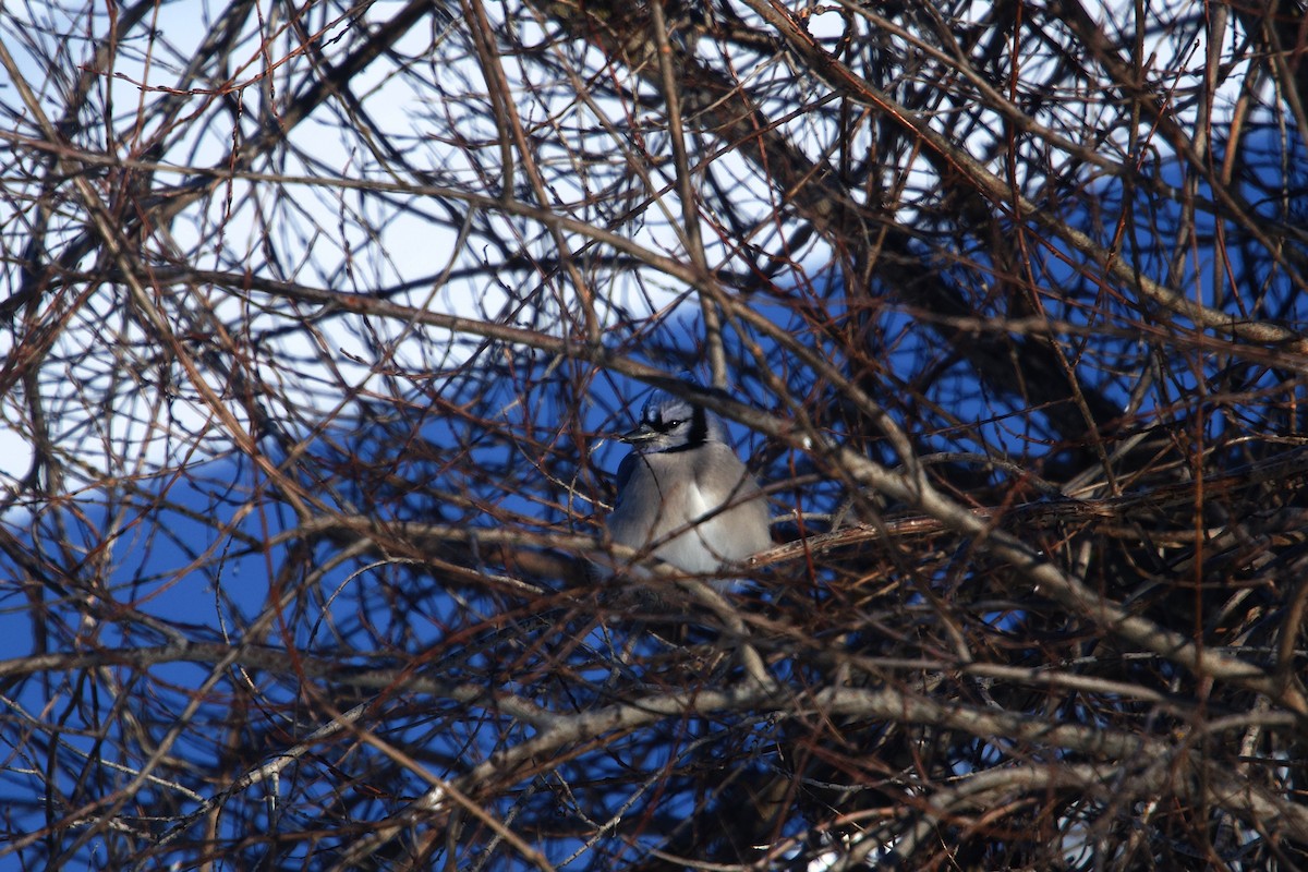 アオカケス - ML649814146