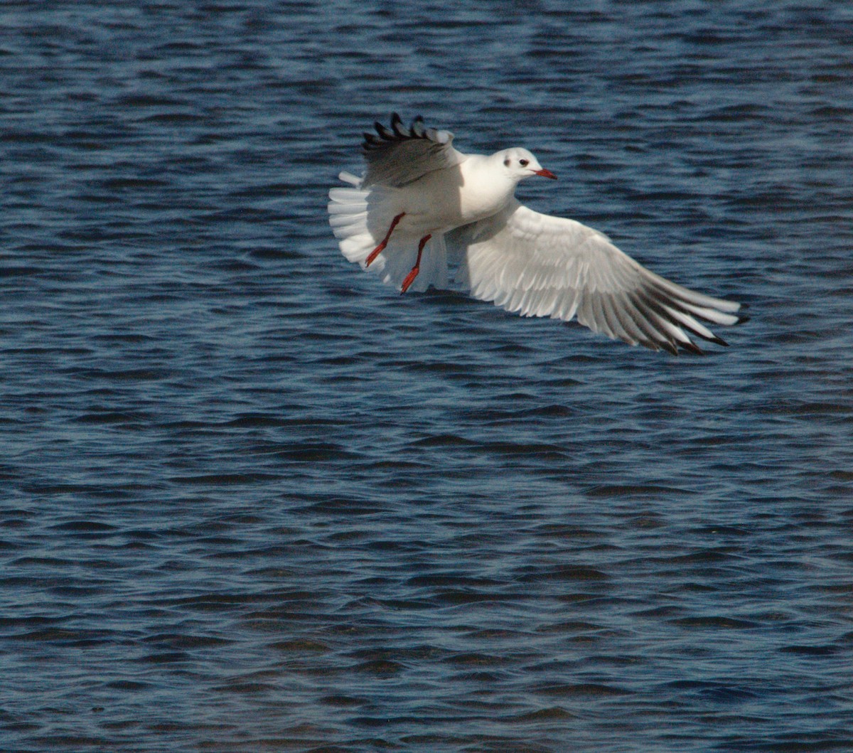 紅嘴鷗 - ML649814648