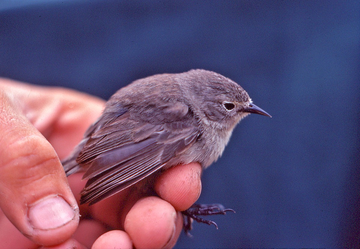 Комашниця сіра - ML649814675