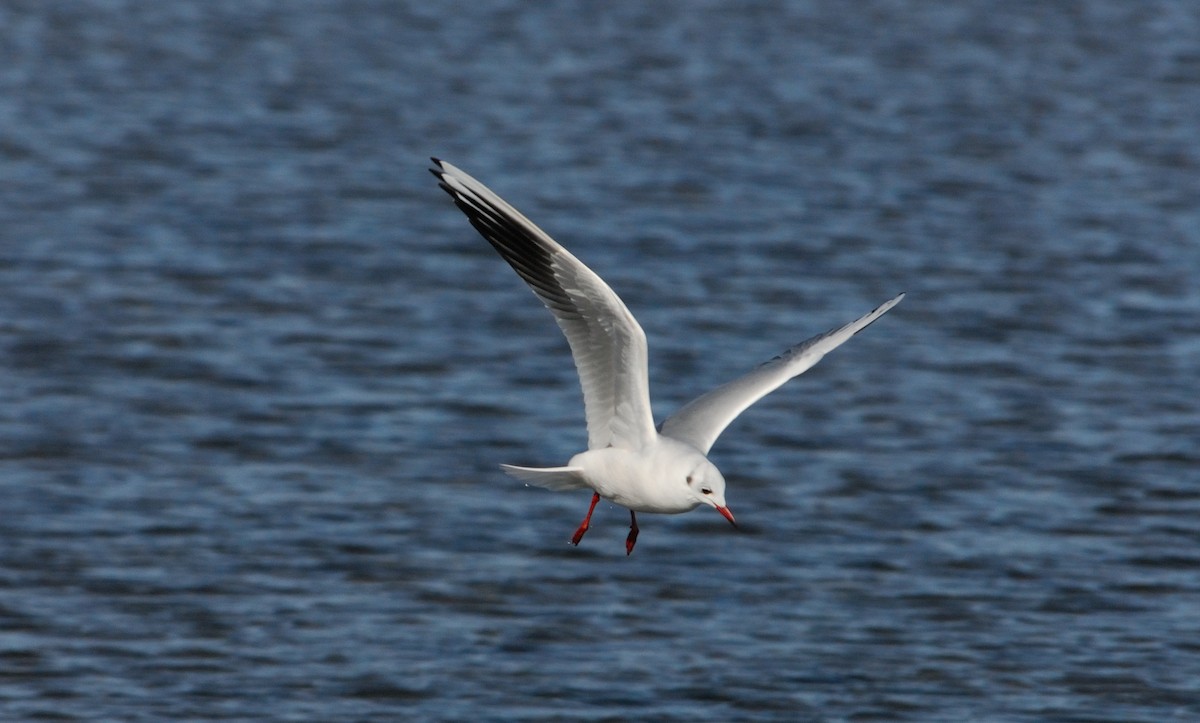 紅嘴鷗 - ML649814676