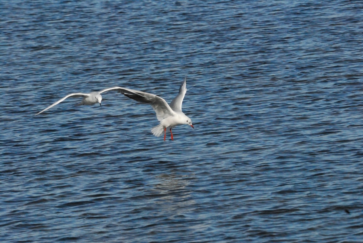 紅嘴鷗 - ML649814677