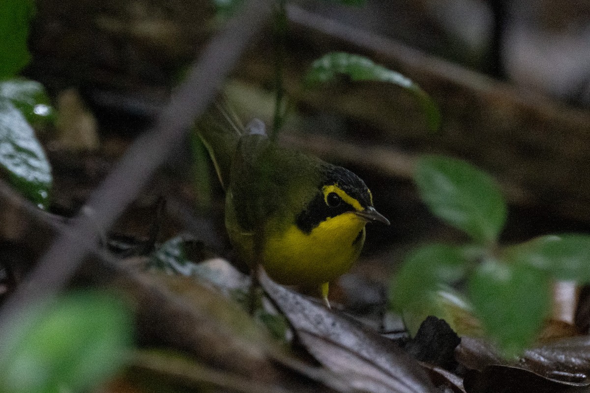 Reinita de Kentucky - ML649815059