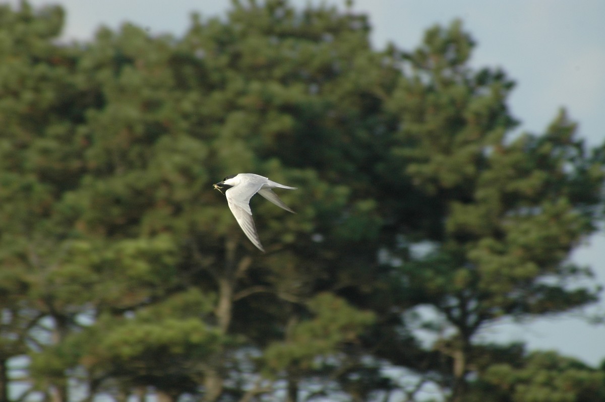 鷗嘴燕鷗 - ML649815078