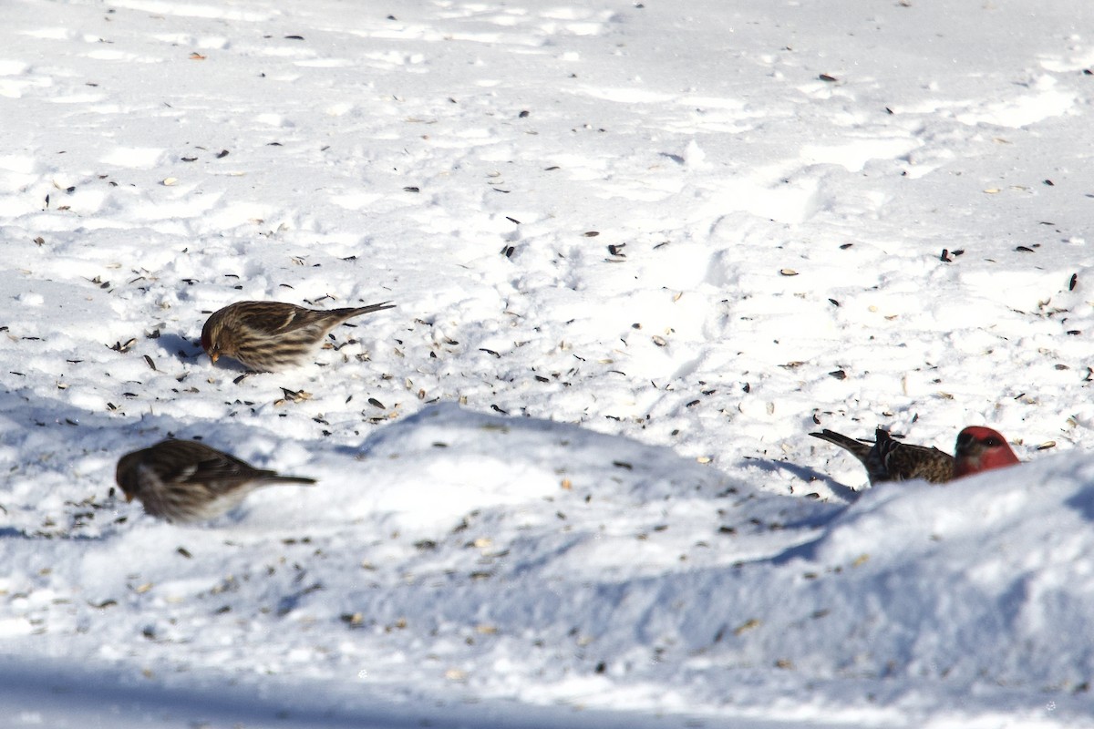 ベニヒワ（亜種 ベニヒワ flammea） - ML649815181