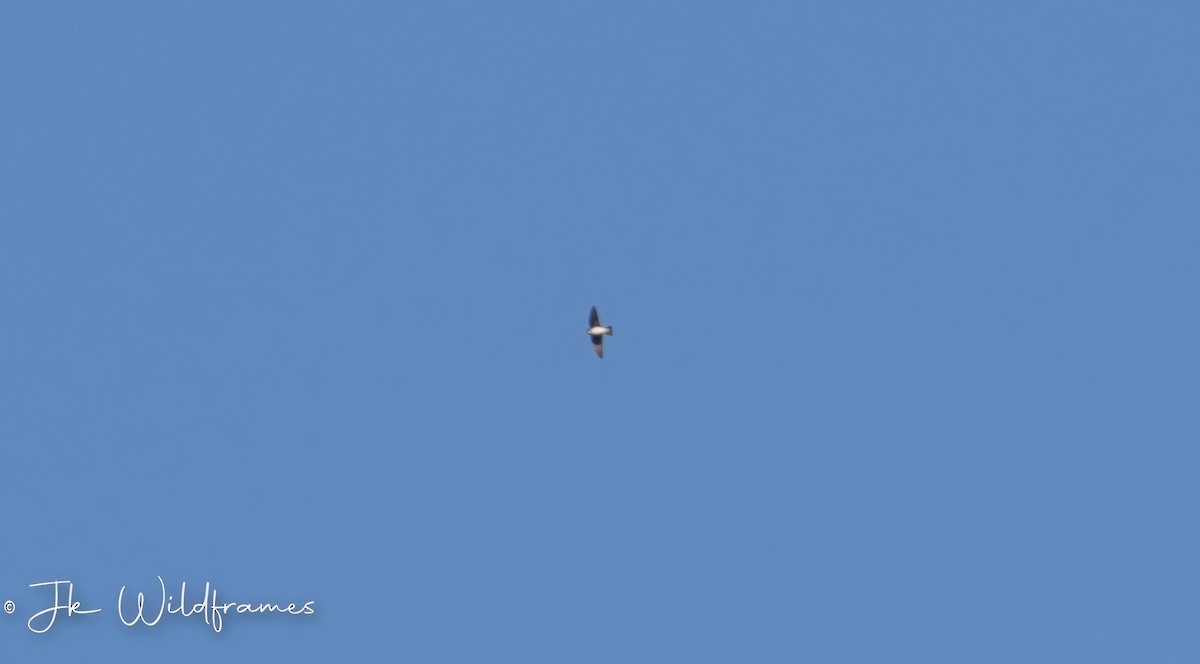 Asian House-Martin - ML649815248