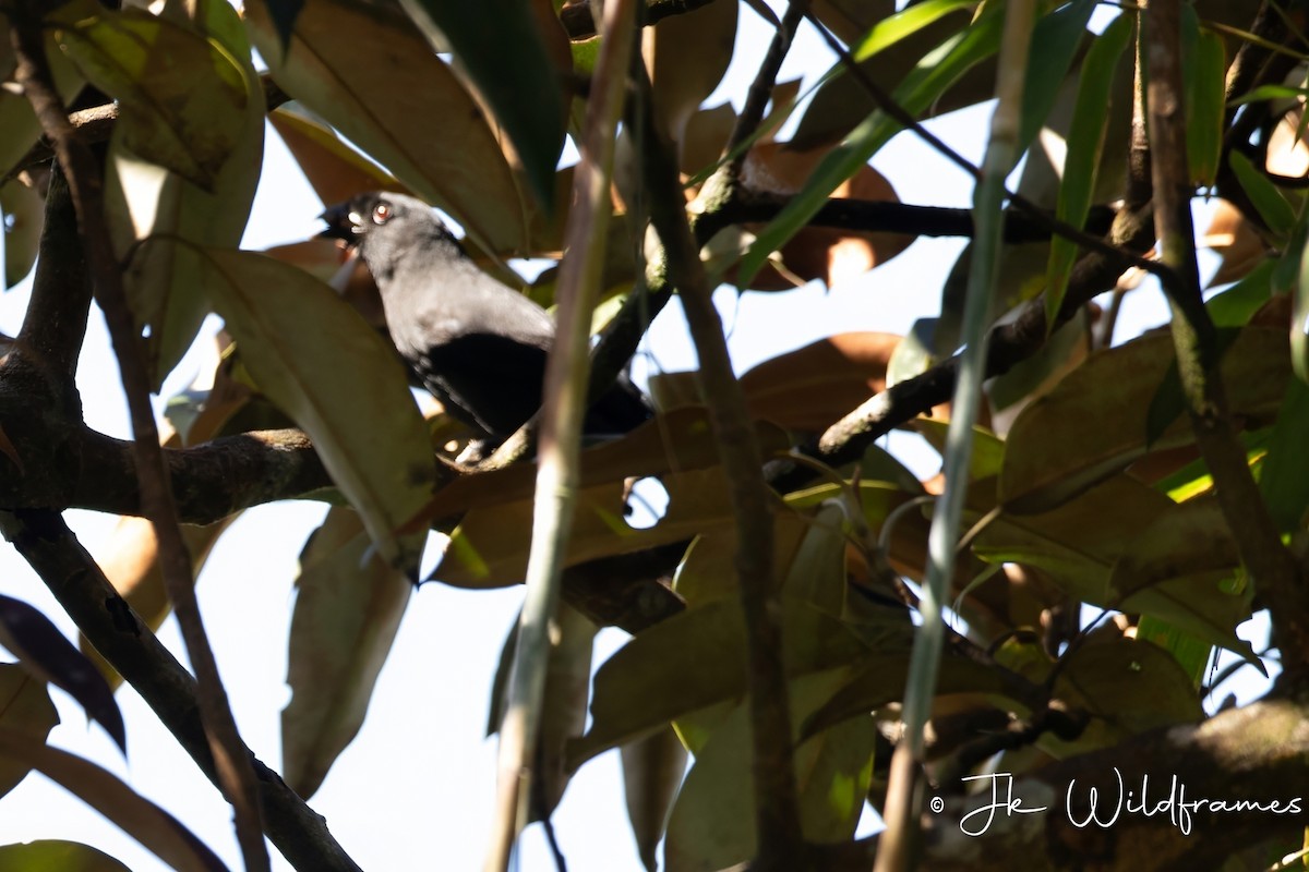 Ratchet-tailed Treepie - ML649815330