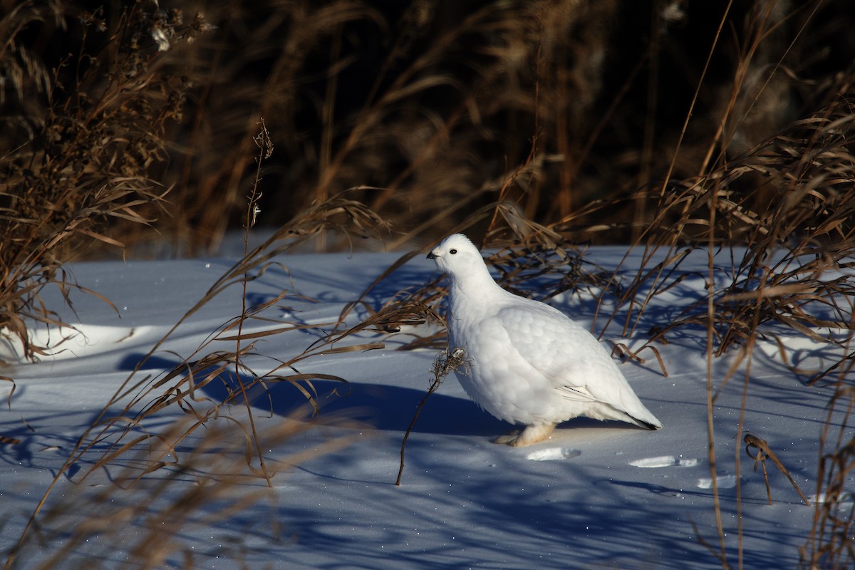 カラフトライチョウ - ML649815577