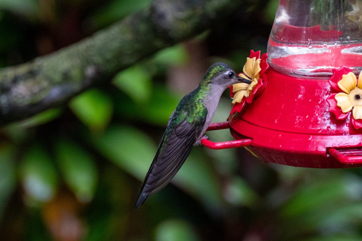 Wedge-tailed Sabrewing - ML649815580