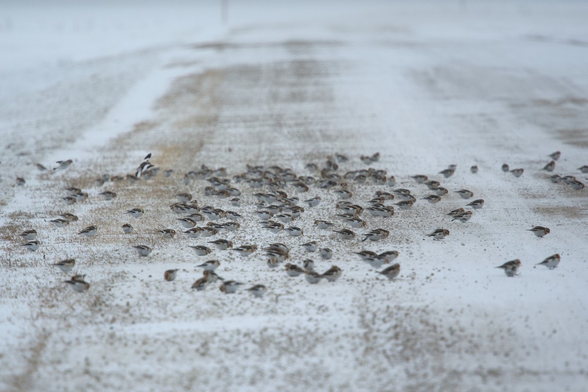 ユキホオジロ - ML649815949