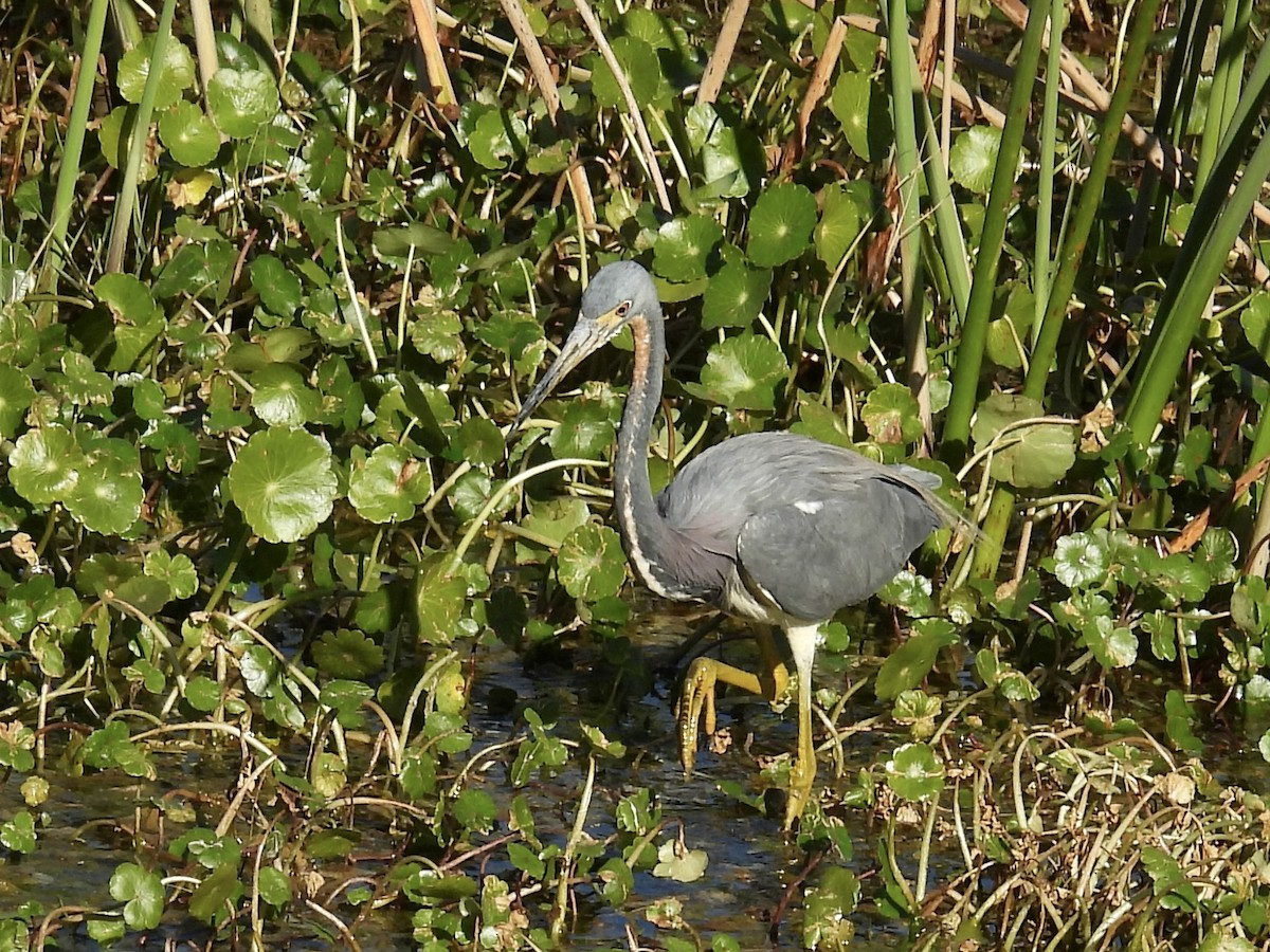 Чепура трибарвна - ML649816322