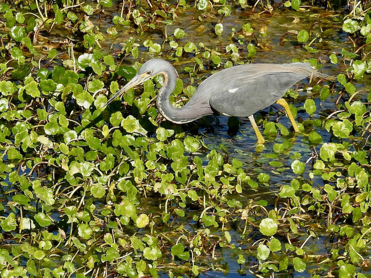 Чепура трибарвна - ML649816323