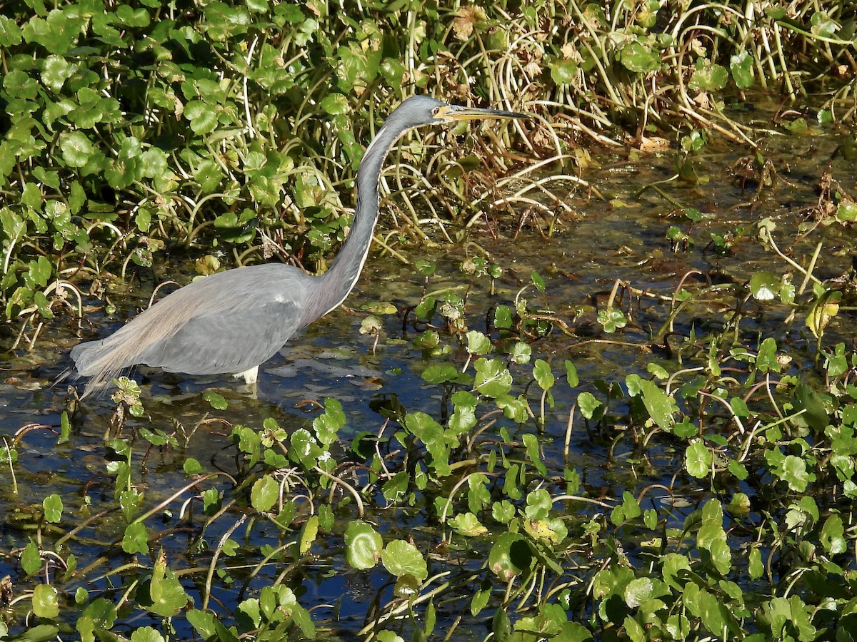 Чепура трибарвна - ML649816324