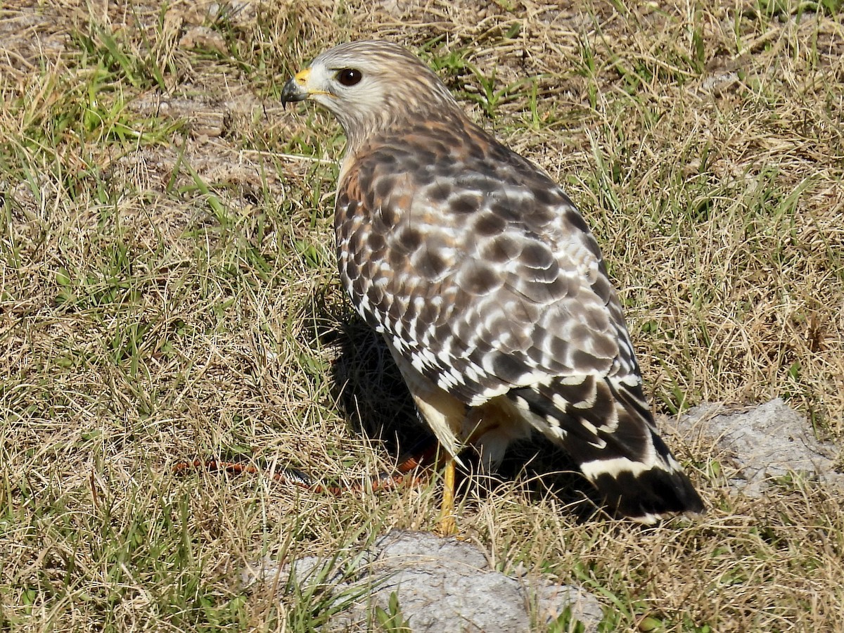 Канюк рудоплечий - ML649816374