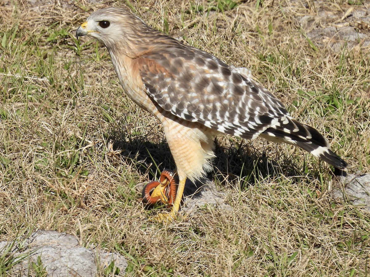 Канюк рудоплечий - ML649816375