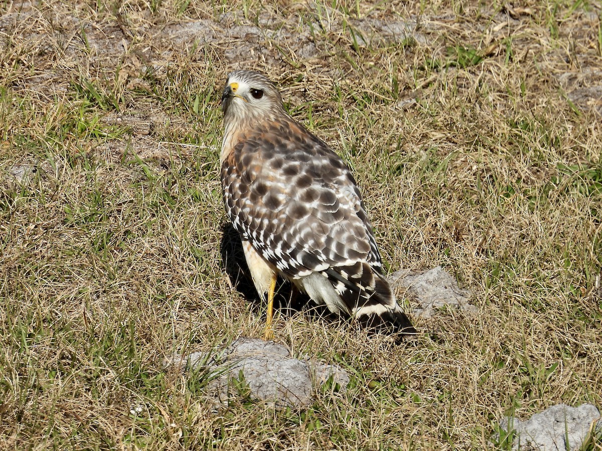 Канюк рудоплечий - ML649816377