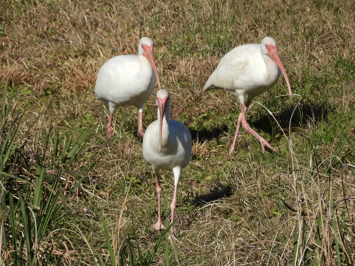 Ібіс білий - ML649816439