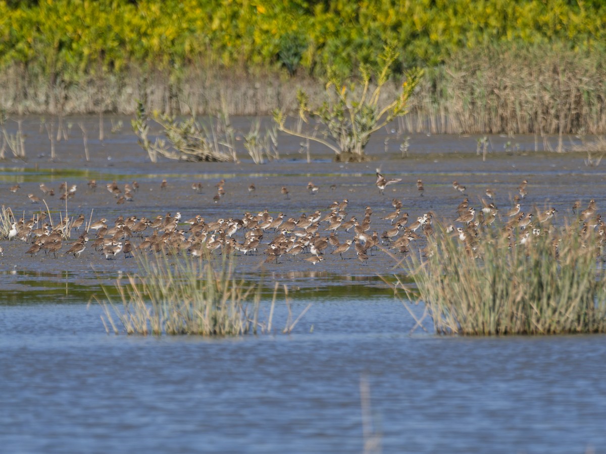 sand-plover sp. - ML649816444