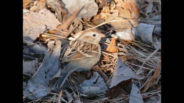 Карнатка польова - ML649816628