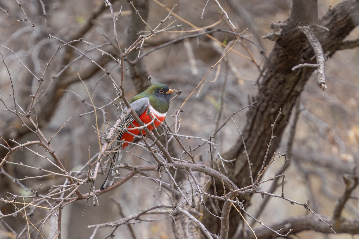 Coppery-tailed Trogon - ML649816907
