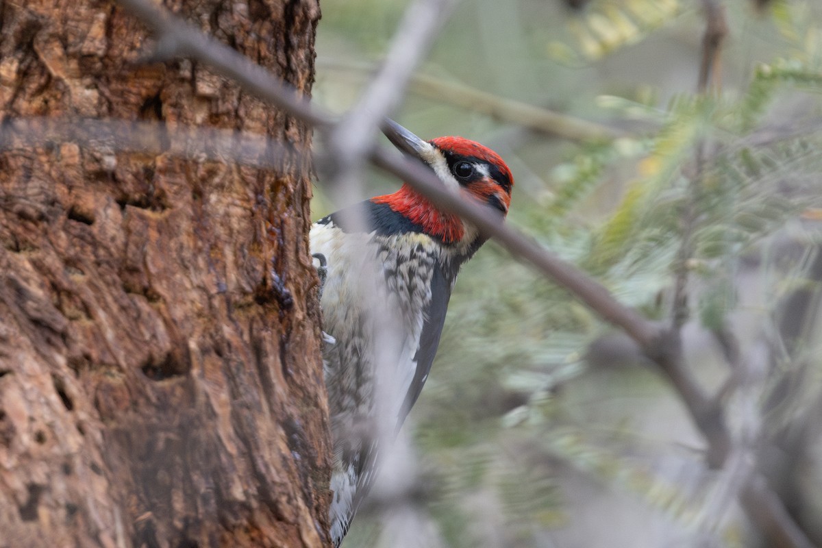 Red-naped x Red-breasted Sapsucker (hybrid) - ML649816909